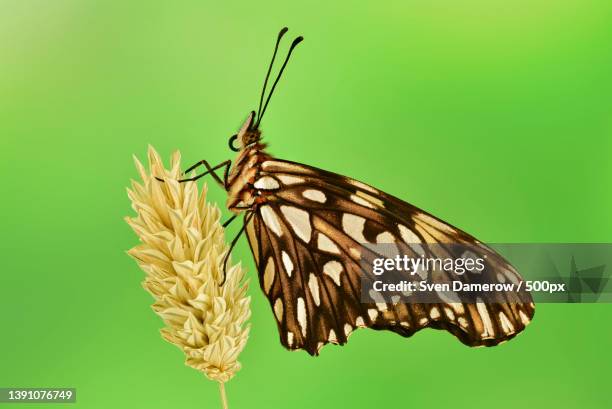 juno silverspot - dione juno,close-up of butterfly on leaf - silverspot stock pictures, royalty-free photos & images