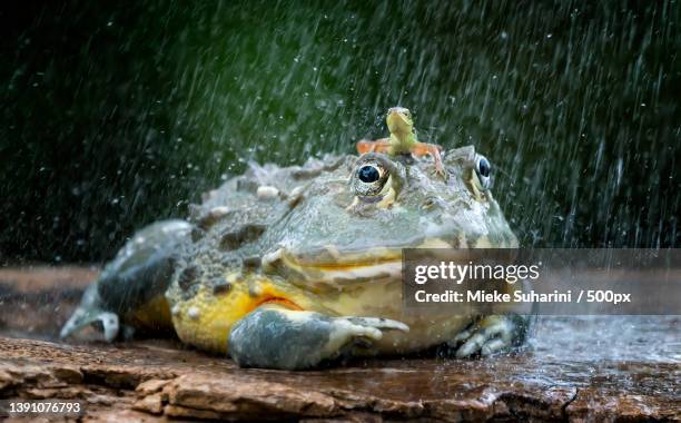 shower together,close-up of bullafrican bullfrog swimming in lake,indonesia - african bullfrog stock-fotos und bilder