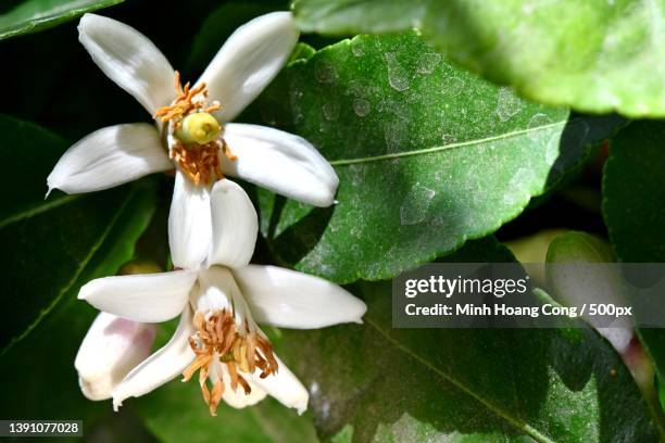 lemon blossom,close-up of white flowering plant - オレンジの木 ストックフォトと画像