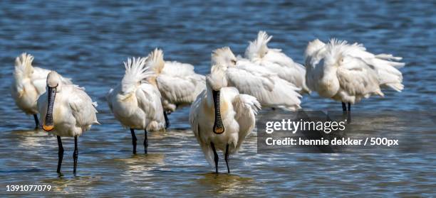 close-up of flamingos in lake,balgzand,netherlands - ヘラサギ ストックフォトと画像