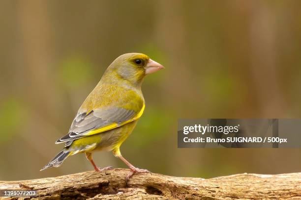 verdier deurope,close-up of songfinch perching on branch,france - bruno fink stock-fotos und bilder