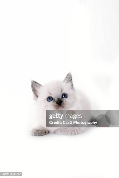 pedigree ragdoll kitten studio shoot - animal joven fotografías e imágenes de stock