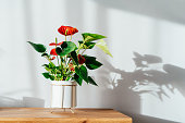 House plant red Anthurium in modern white flower pot on a wooden console under sunlight and shadows on a white gray wall. Biophilia in minimalist Scandinavian style living room design. Copy space.