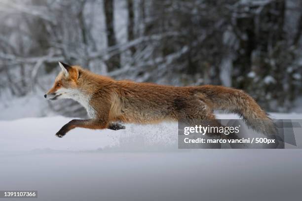 correndo sulla neve,side view of red fox running on snow covered field,abruzzo,italy - correndo stock-fotos und bilder