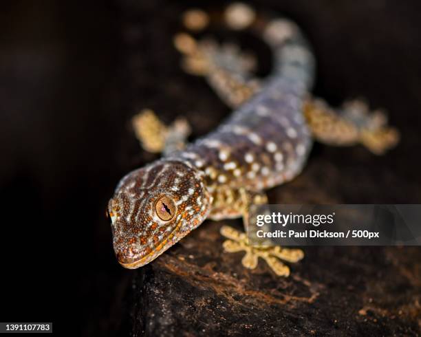 tokay gecko in wilderness at night in hong kong,hong kong - geco foto e immagini stock