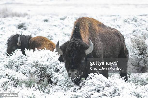 Spring Time Bison 1,143 Bison Blue Stock Photos, High-Res Pictures, and Images - Getty Images