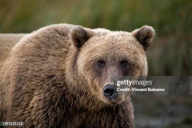 brown bear portrait in alaska - brown bear photos et images de collection