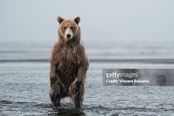 alaskan brown bear standing upright in water - ヒグマ ストックフォトと画像