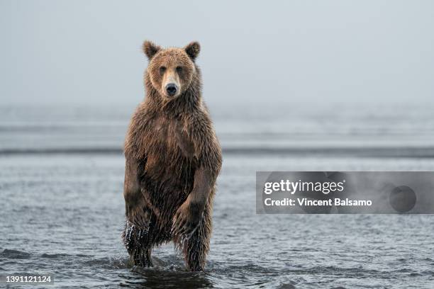 alaskan brown bear standing upright in water - animal wildlife stockfoto's en -beelden