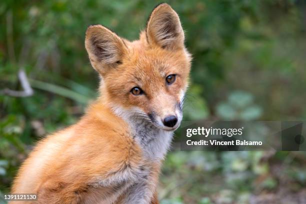 red fox portrait in alaska forest - fuchs stock-fotos und bilder