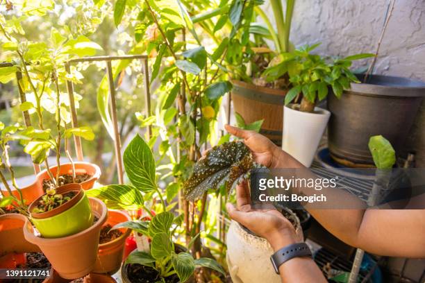 hands of black woman touching leaf of potted angel wing begonia plant - begonia stockfoto's en -beelden