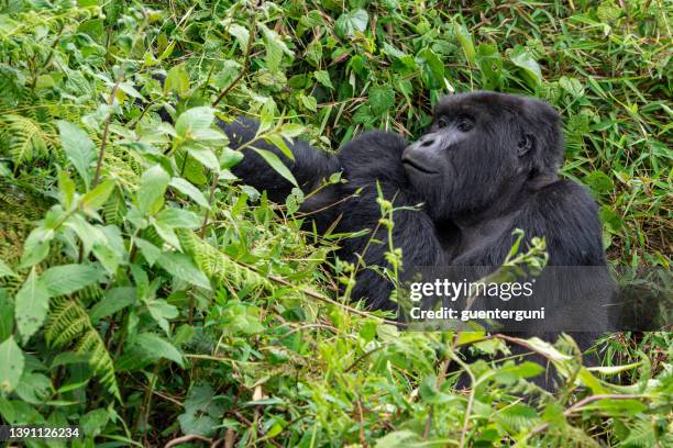 feeding silverback gorilla, wildlife shot, congo - eastern lowland gorilla stock pictures, royalty-free photos & images