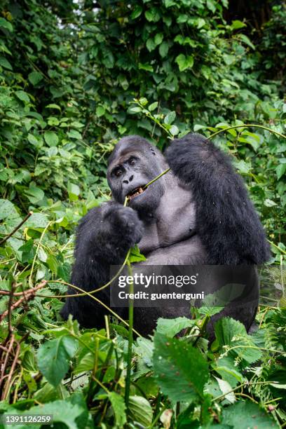 フィーディングシルバーバックゴリラ、野生生物の写真、コンゴ - 動物の雄 ストックフォトと画像