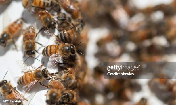 honey bees on a hive - swarm stock pictures, royalty-free photos & images