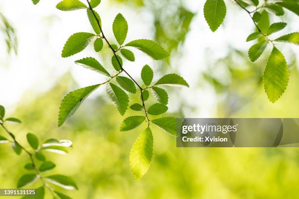 elm trees in the park in the spring sunshine - elm tree stock pictures, royalty-free photos & images