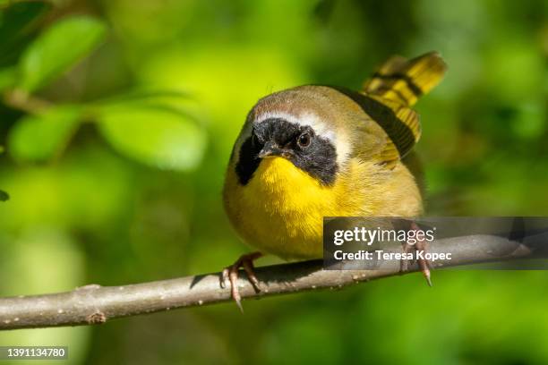 angry bird: common yellowthroat warbler glaring at camera - beak mask stock pictures, royalty-free photos & images