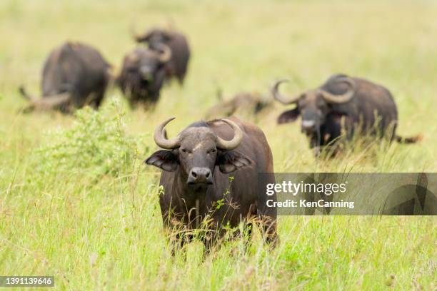 cape buffalo herd grazing - cape verde imagens e fotografias de stock