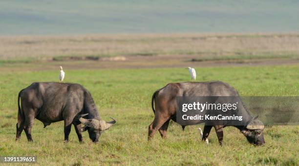 buffle du cap avec des aigrettes bovines - boeuf sauvage photos et images de collection