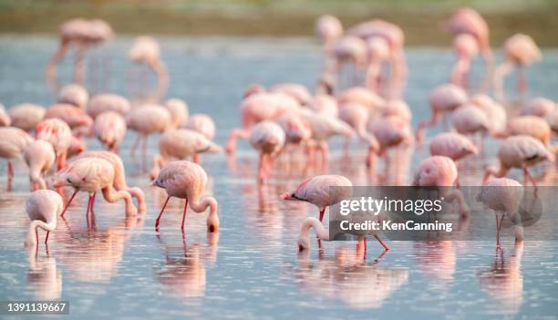 bunte flamingos füttern - flamingo stock-fotos und bilder