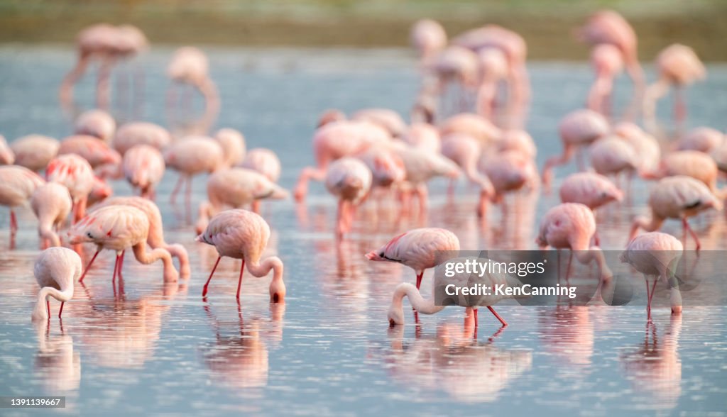Colorful Flamingos Feeding