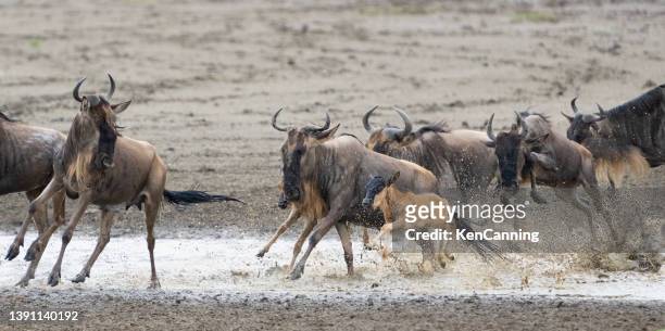 gnusherde, die durch einen bach fließt. - ngorongoro wildreservat stock-fotos und bilder