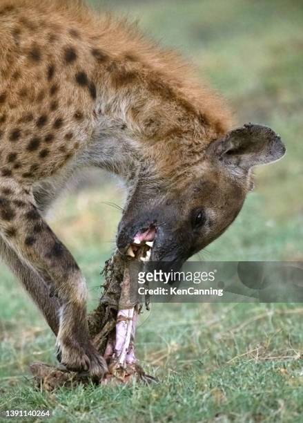 spotted hyena gnawing on a bone - spotted hyena stockfoto's en -beelden
