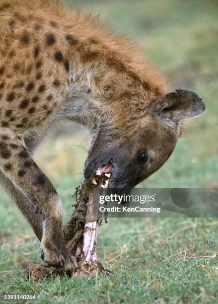 spotted hyena gnawing on a bone - scavenging stock pictures, royalty-free photos & images