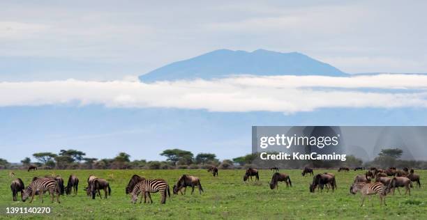 wildebeest and zebra herds with a volcanic mountain in the background - blue wildebeest stock pictures, royalty-free photos & images