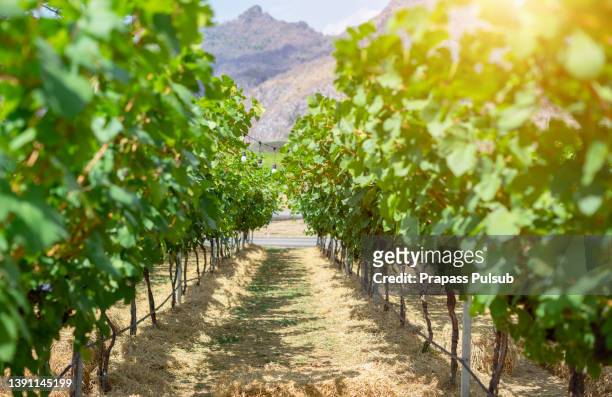 altydgedacht vineyards - rhone river stock pictures, royalty-free photos & images