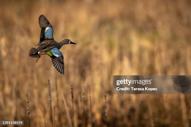 blue winged teal drake flying over marsh - riet stockfoto's en -beelden