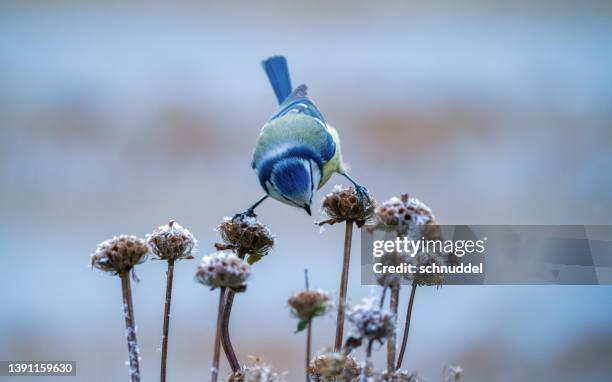 bluetit in wintertime - tits stock pictures, royalty-free photos & images