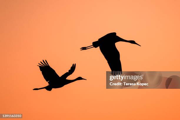 silhouette of two sandhill cranes against an orange sunset sky - greenville-south-carolina photos et images de collection