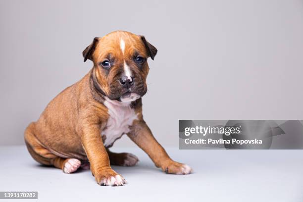 portrait of a puppy terrier - staffordshire bull terrier stock pictures, royalty-free photos & images