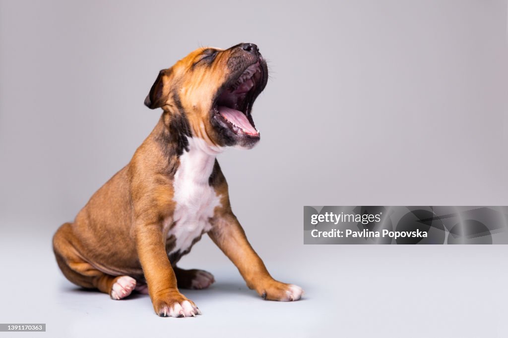 Portrait d’un chiot terrier