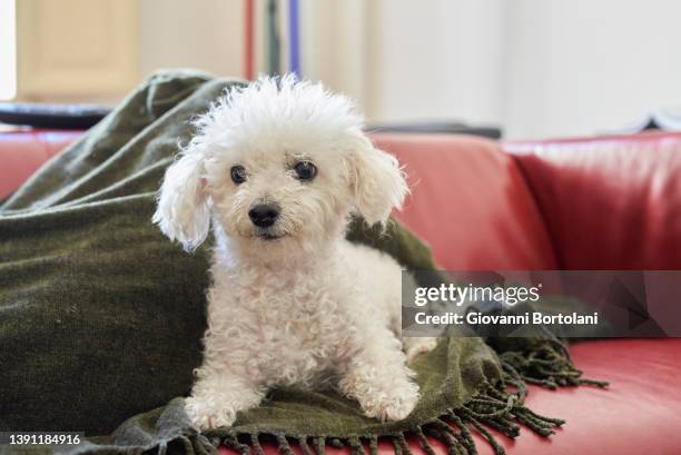 small white furry dog on the living room sofa - cub foto e immagini stock