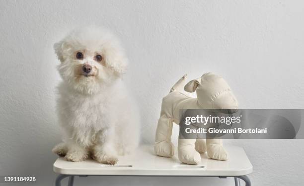 bolognese breed, puppy dog sitting next to a fake white stuffed dog - bolognese dog stockfoto's en -beelden