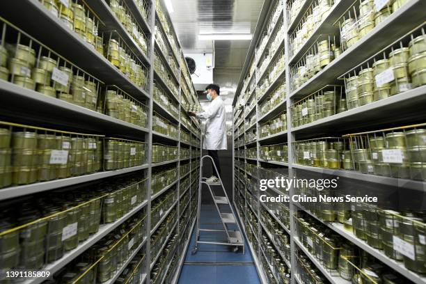 Researcher checks preserved rice seeds at the Hunan Provincial Crop Germplasm Resource Bank on April 12, 2022 in Changsha, Hunan Province of China....