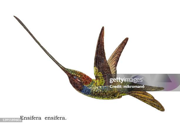 old chromolithograph illustration of hummingbird - the sword-billed hummingbird (ensifera ensifera) - colibrí de pico espada fotografías e imágenes de stock