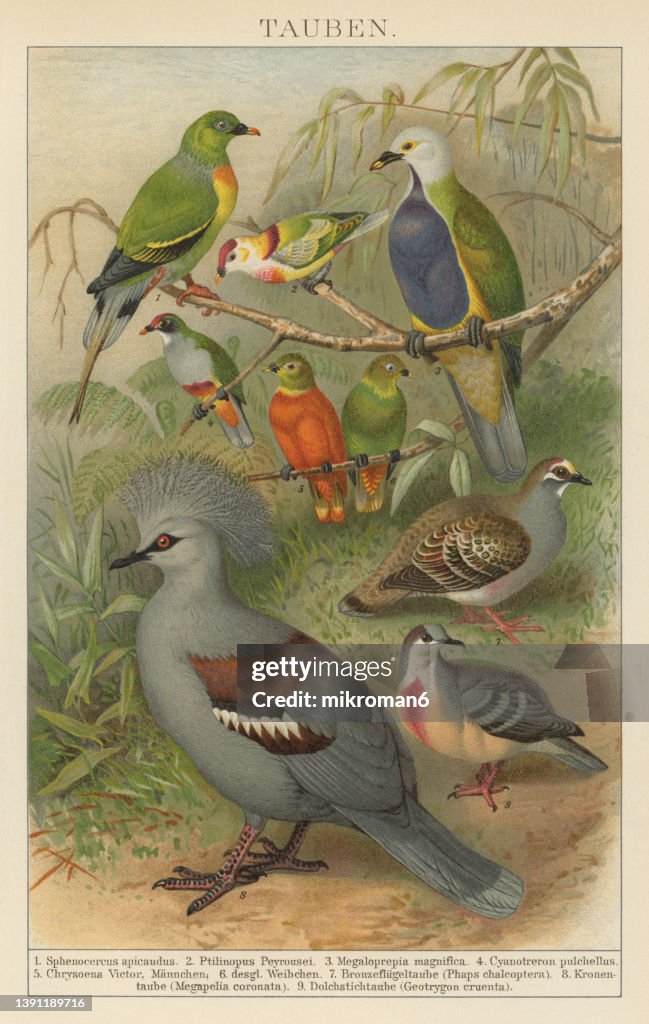 Old chromolithograph illustration of Ornithology - Doves, Pigeons