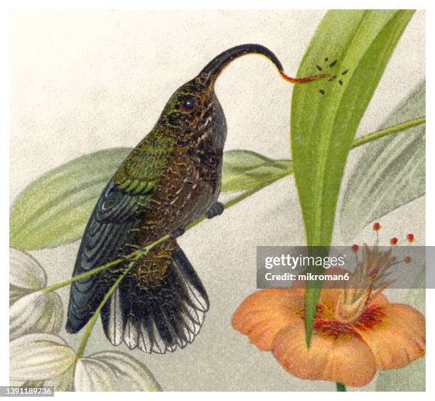 old chromolithograph illustration of hummingbird - the white-tipped sicklebill (eutoxeres aquila) - white tipped sicklebill stock pictures, royalty-free photos & images