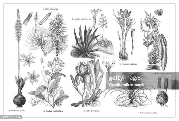 old engraved illustration of flowering plants - lechuguilla cactus stock pictures, royalty-free photos & images