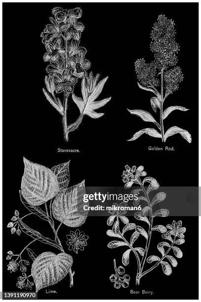old chromolithograph illustration of of medical plants - tila fotografías e imágenes de stock