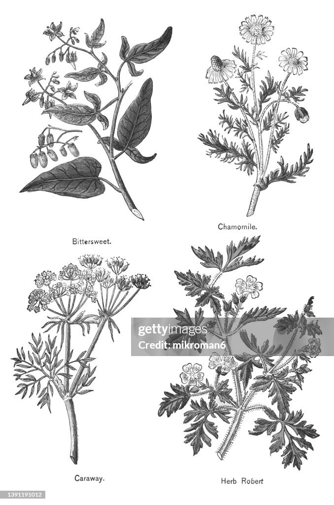 Old chromolithograph illustration of Medical plants