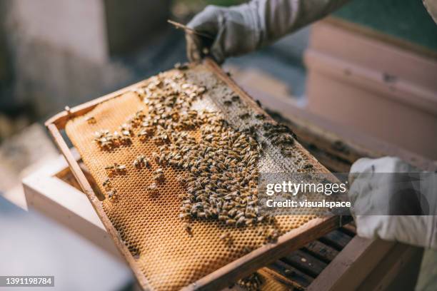 honey bees on hive frame - hive stock pictures, royalty-free photos & images