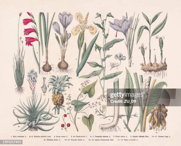 illustrations, cliparts, dessins animés et icônes de plantes utiles et ornementales, gravure sur bois colorée à la main, publiée en 1887 - curcuma fleur