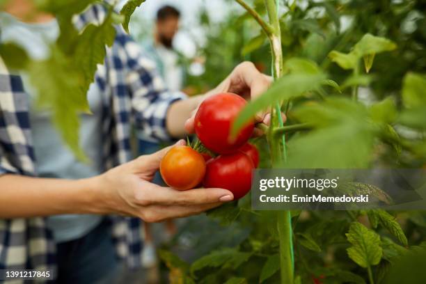 junge frau erntet tomaten im gewächshaus - kulturpflanze stock-fotos und bilder