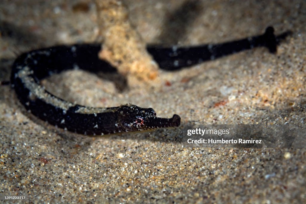 Diamond Pipefish.