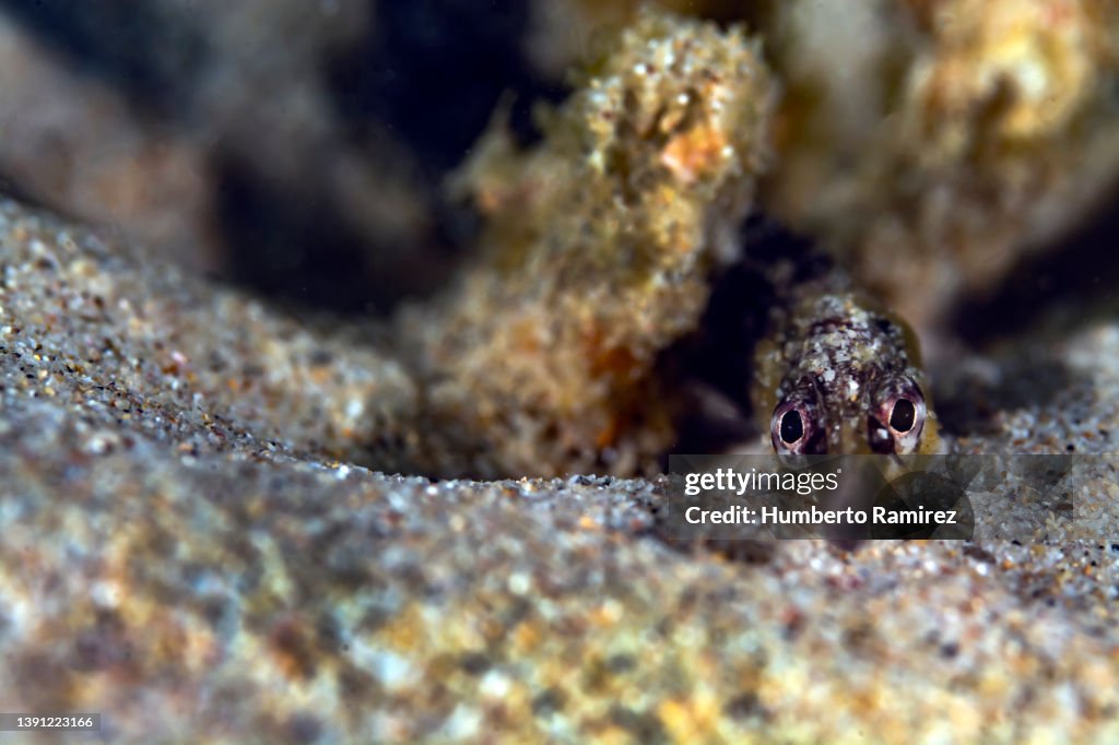 Diamond Pipefish.