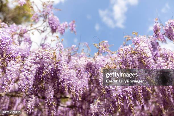 purple blooming wisteria. - blauweregen stockfoto's en -beelden
