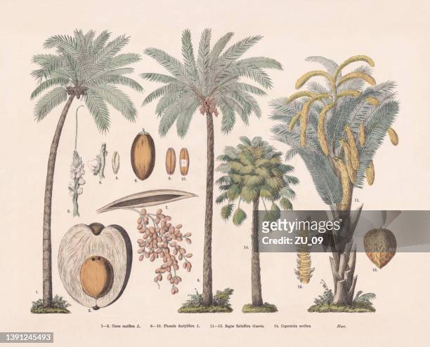 palm trees, hand-colored wood engraving, published in 1887 - cocos plant 幅插畫檔、美工圖案、卡通及圖標